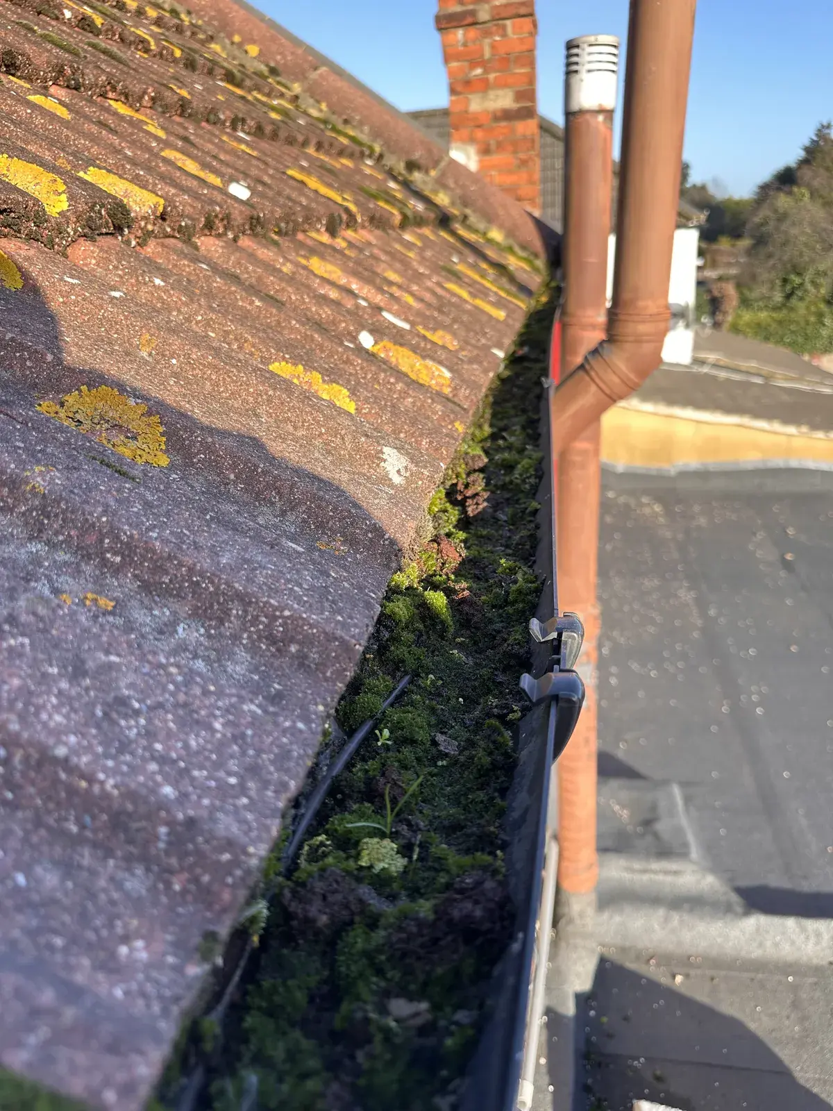 Gutter packed with moss along the roofline of a London house