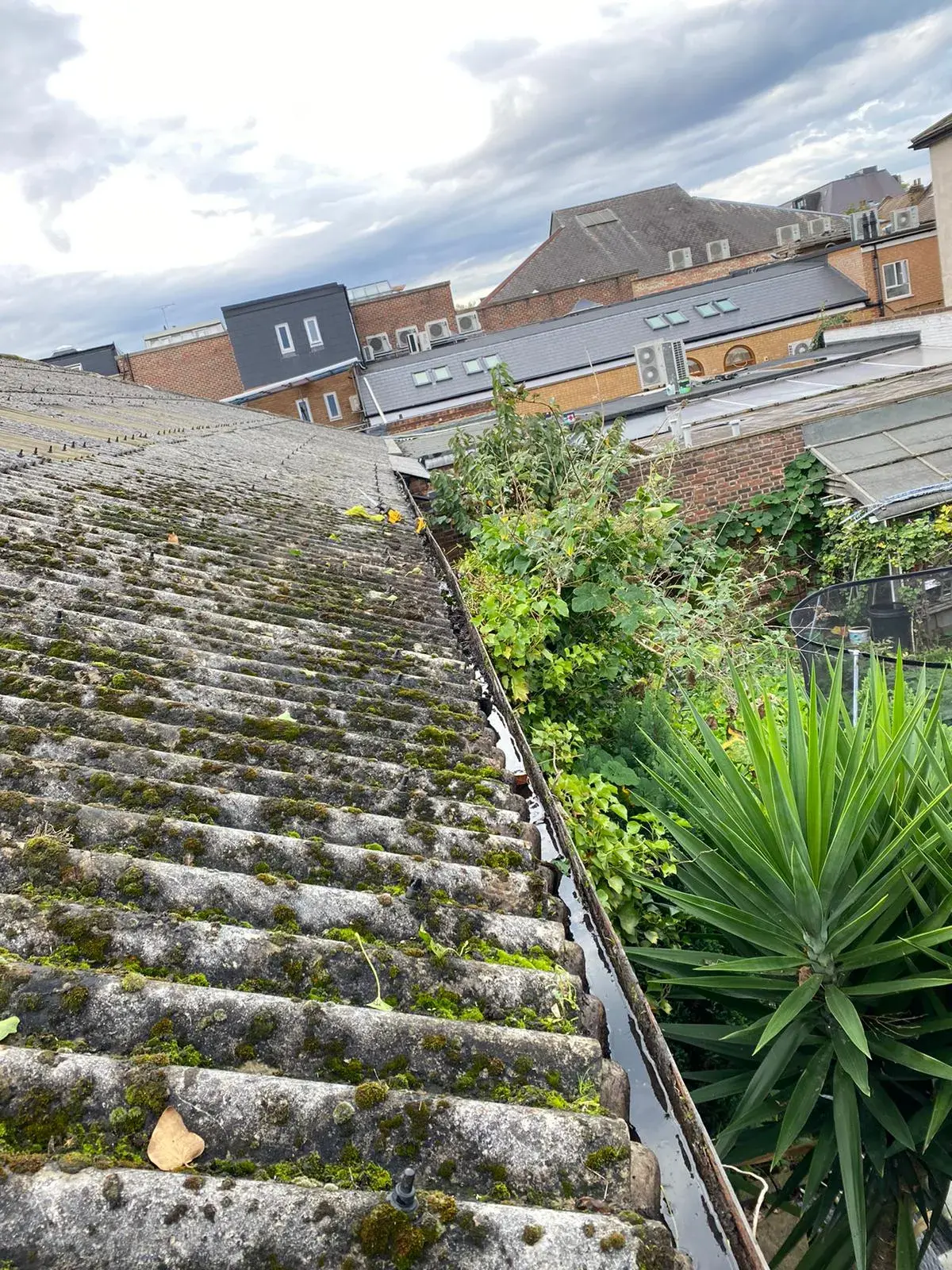 Thick moss growing across the tiles of a pitched roof before cleaning